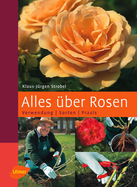 Alles �ber Rosen Verwendung, Sorten, Praxis