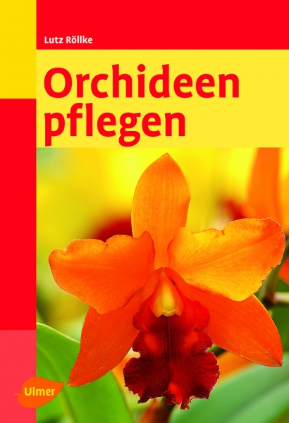 Orchideen pflegen