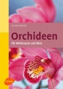 Orchideen für Wohnraum und Büro